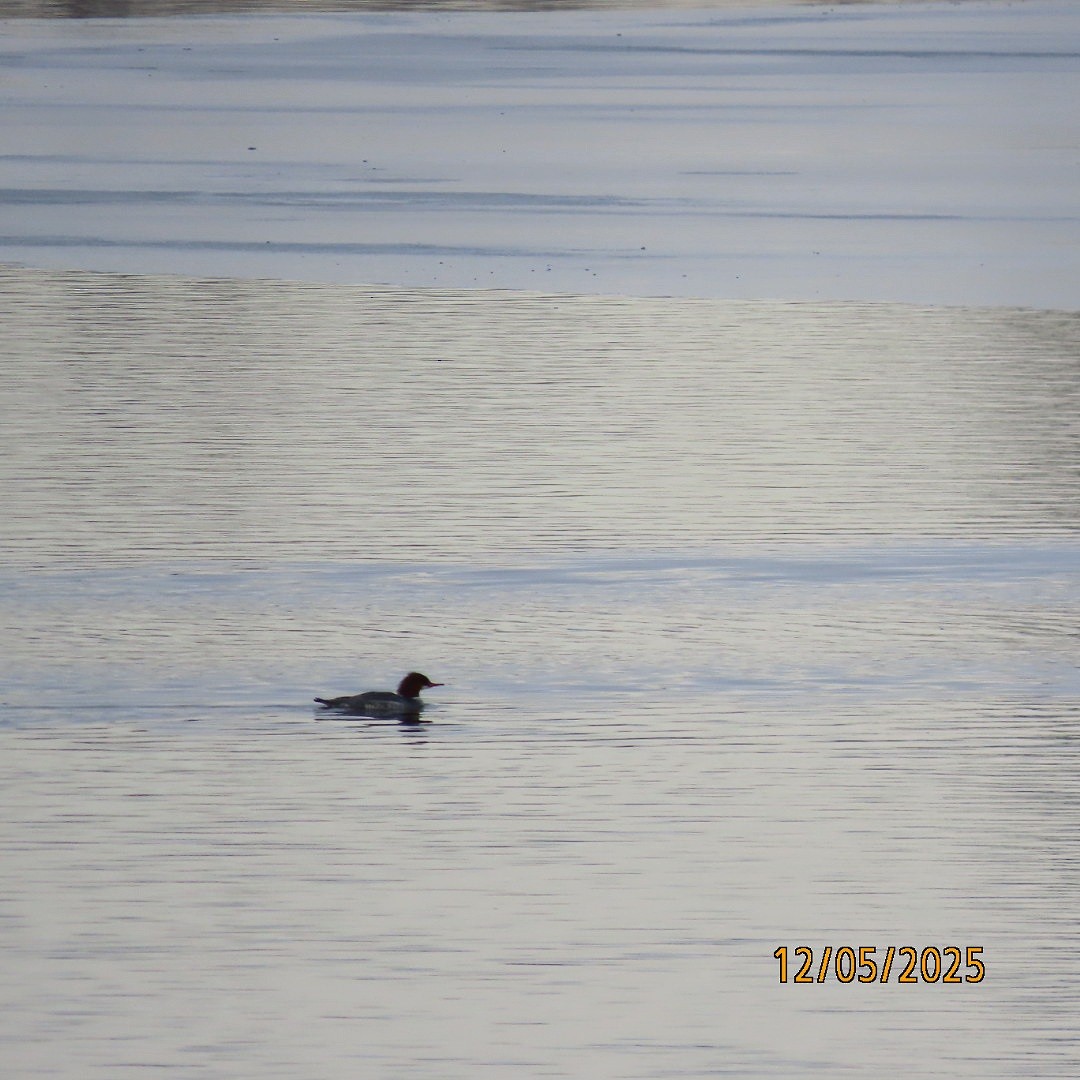 Common Merganser - ML646427473