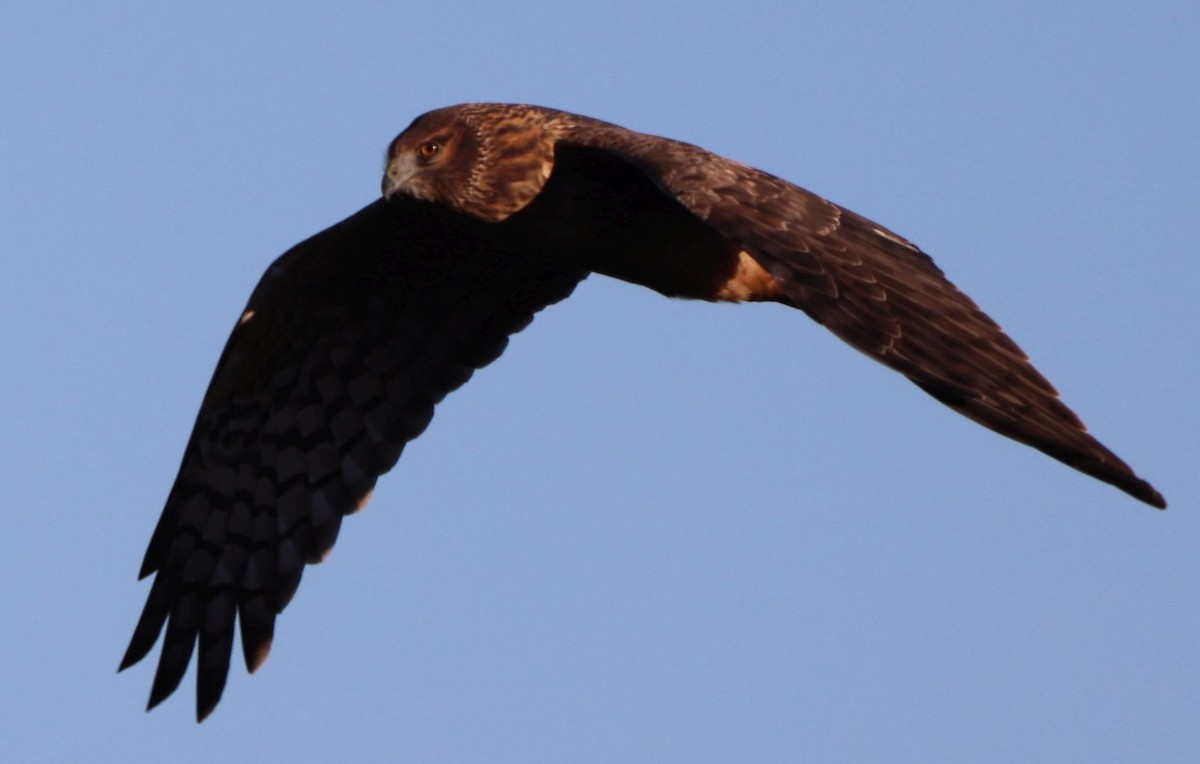 Northern Harrier - ML646427474