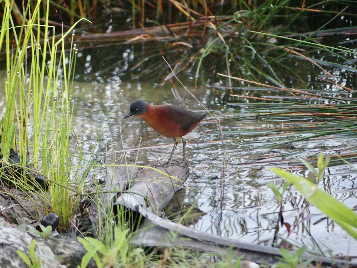 Ruddy Crake - ML646427479