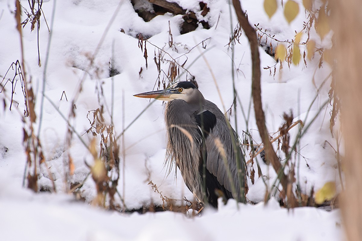 Great Blue Heron - ML646427482