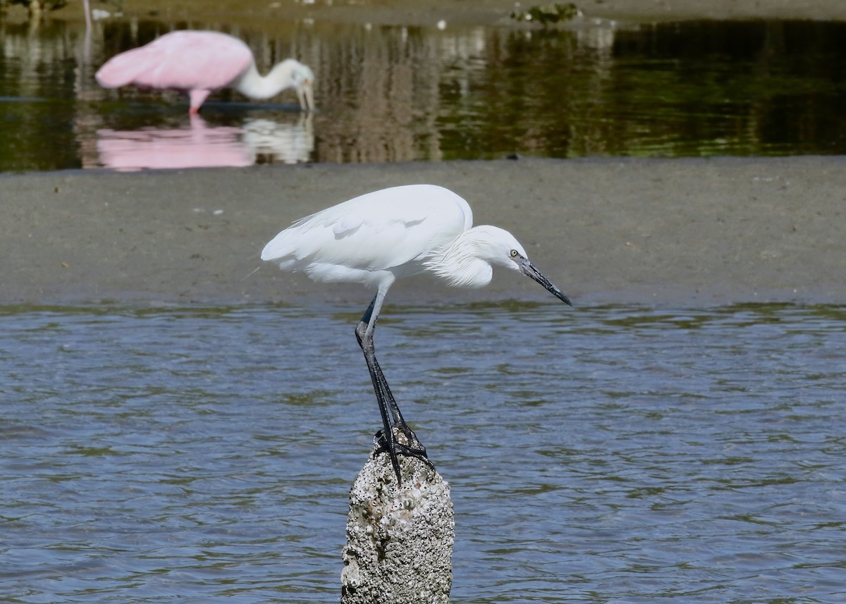 Reddish Egret - ML646427483