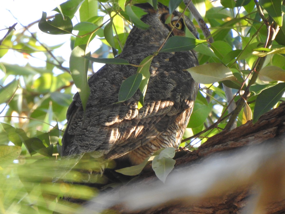 Great Horned Owl - ML646427485