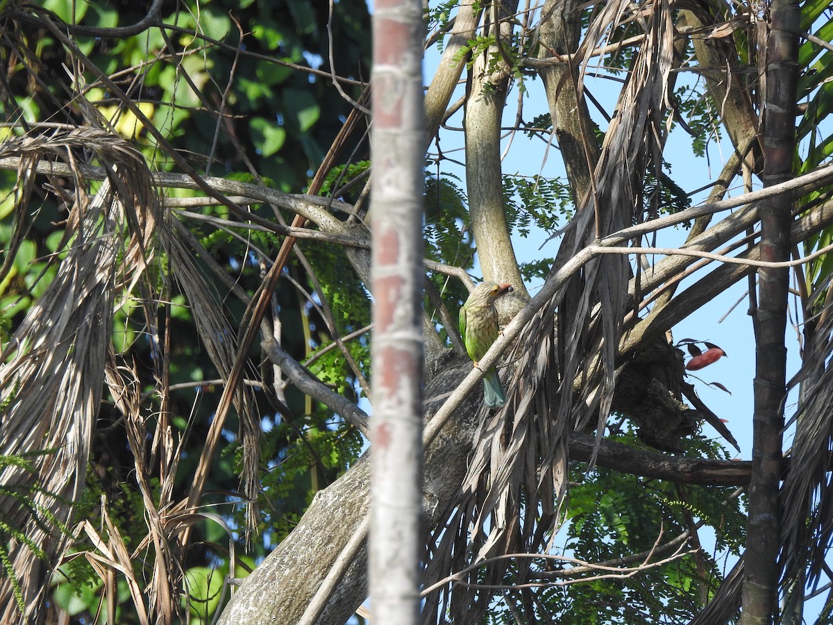 Lineated Barbet - ML646427486