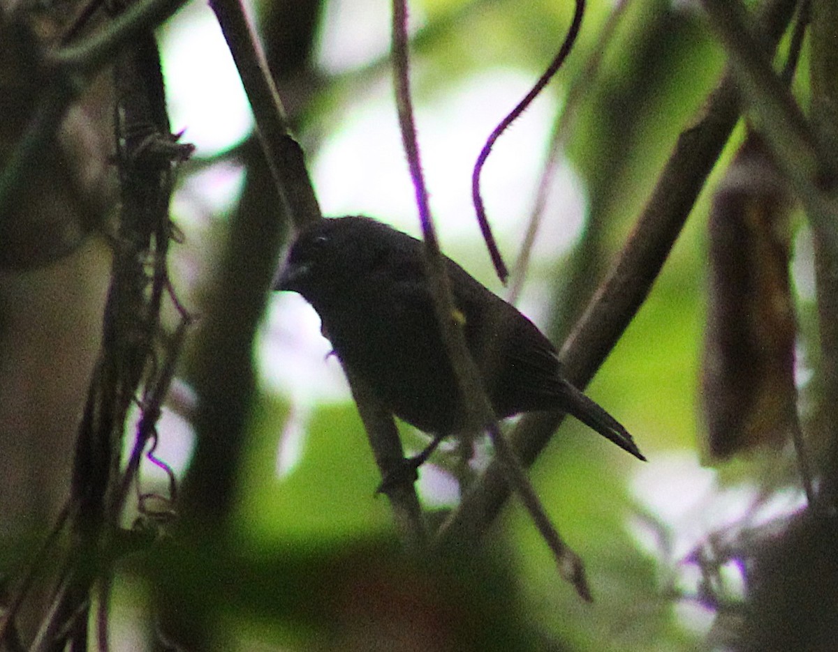 Sooty Grassquit - ML646427487