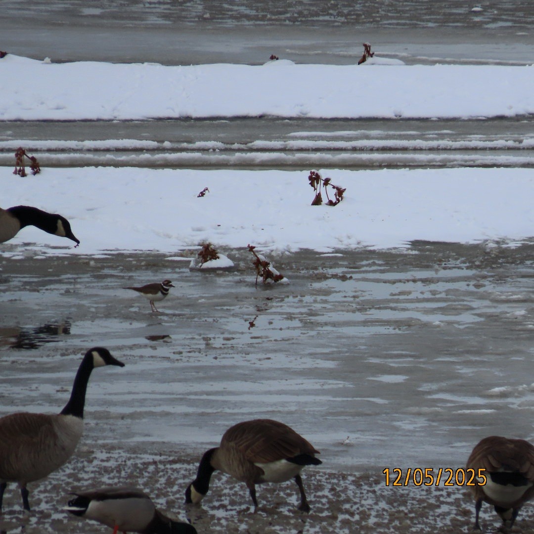 Killdeer - ML646427489