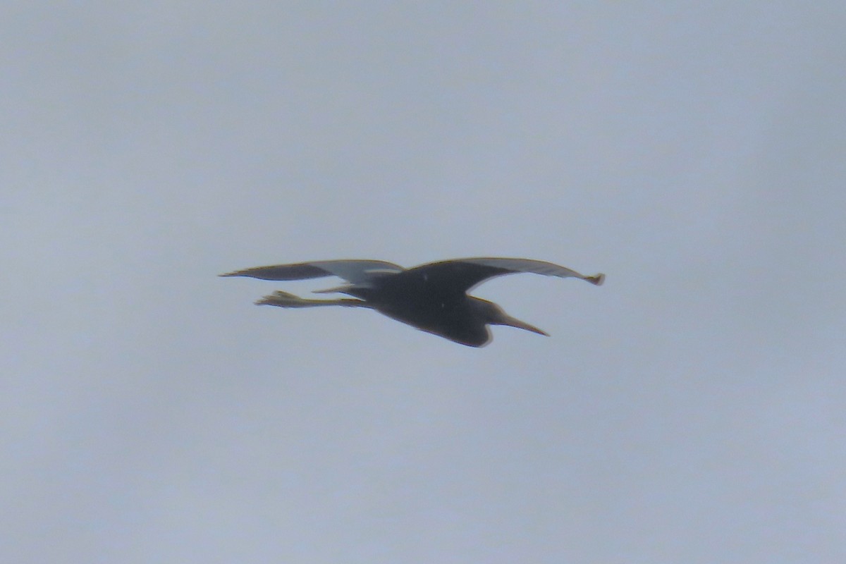 volavka modrošedá - ML646427490