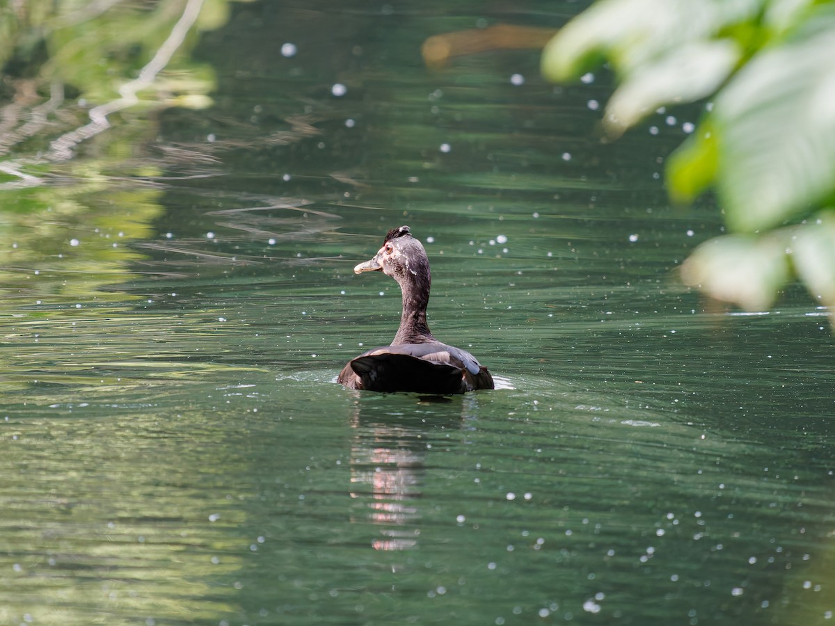 Muscovy Duck - ML646427491