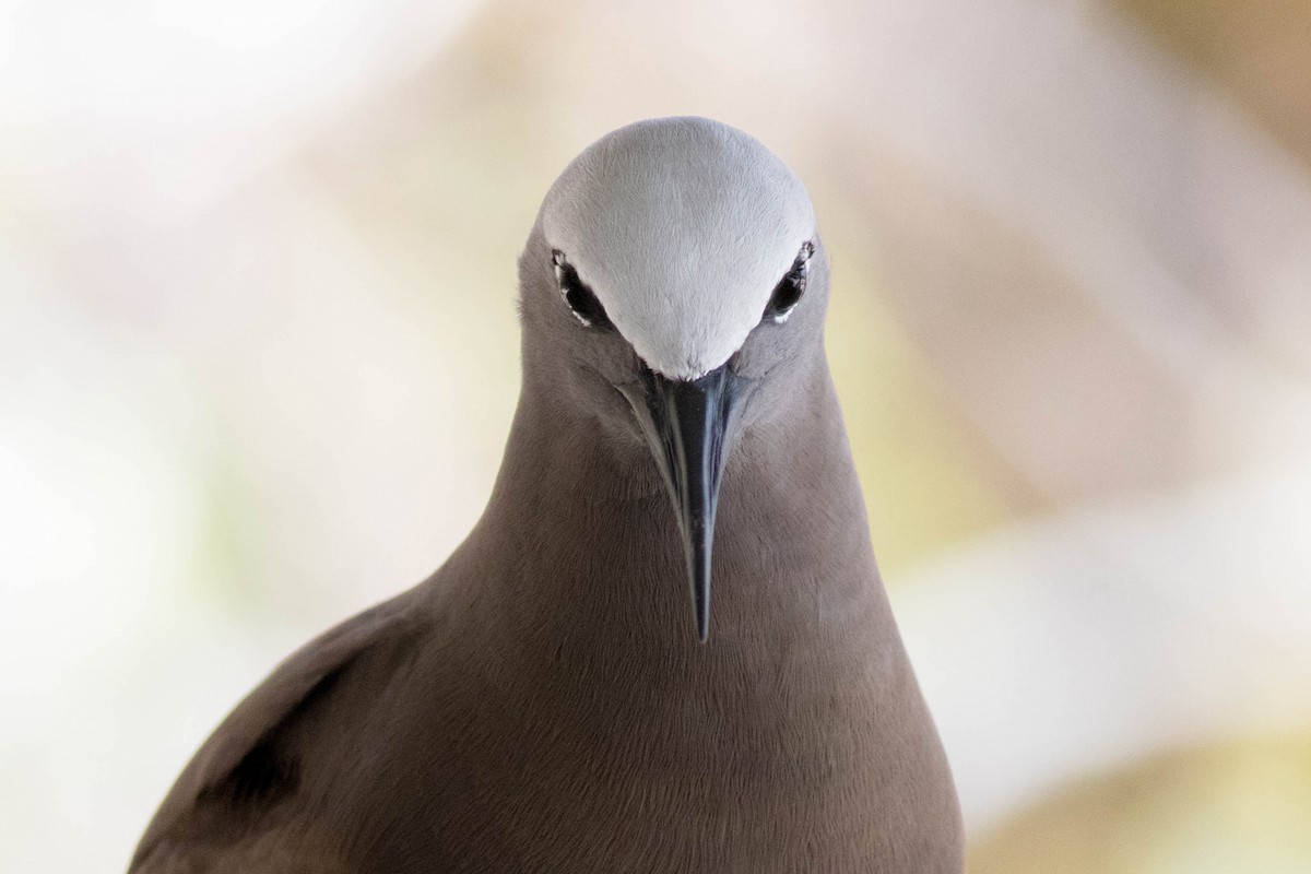 Brown Noddy - ML646427494