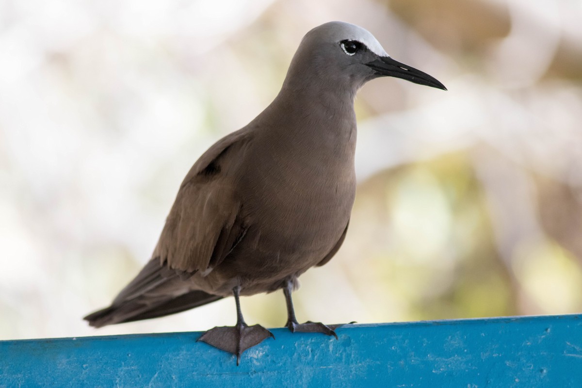 Brown Noddy - ML646427495