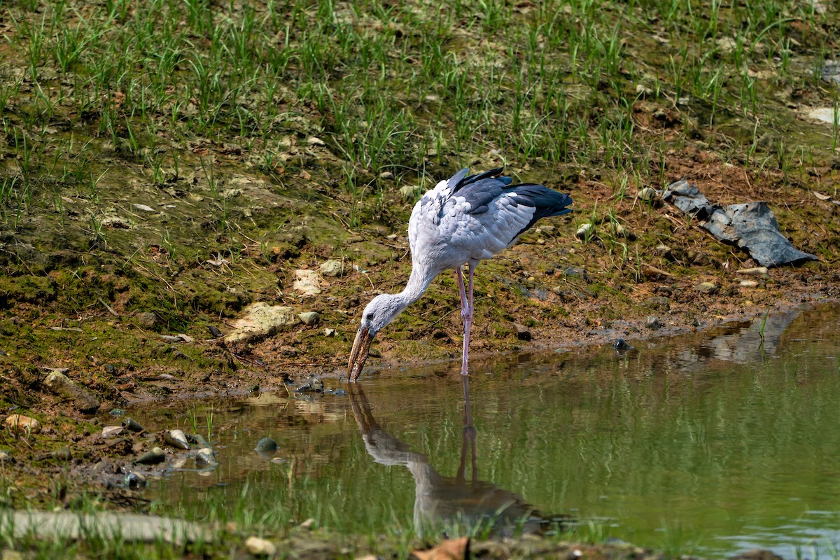 Asian Openbill - ML646427496