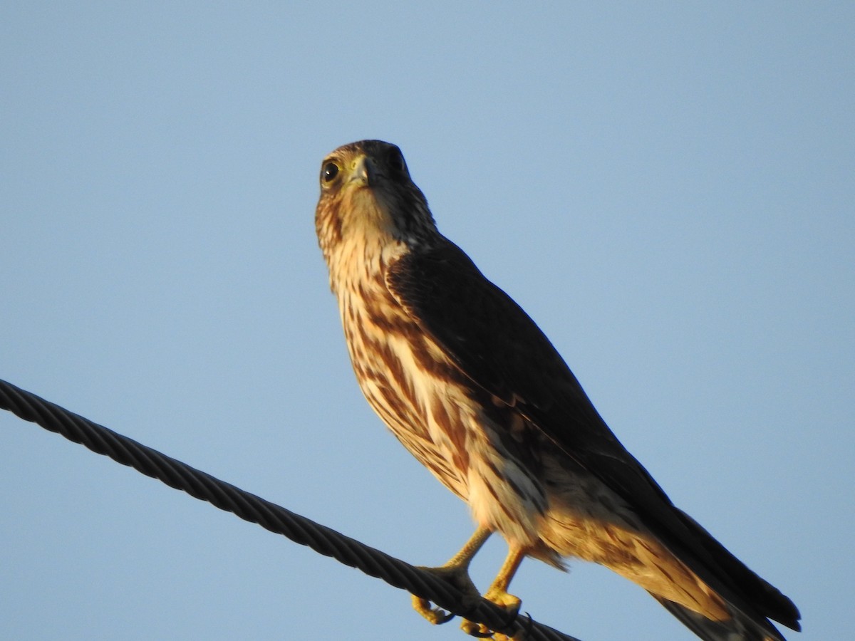 Merlin - ML646427497