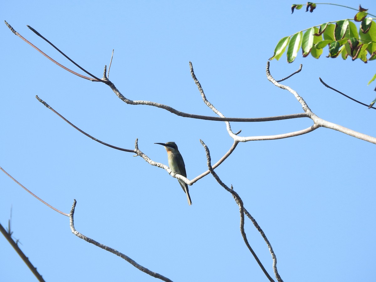 Blue-tailed Bee-eater - ML646427498