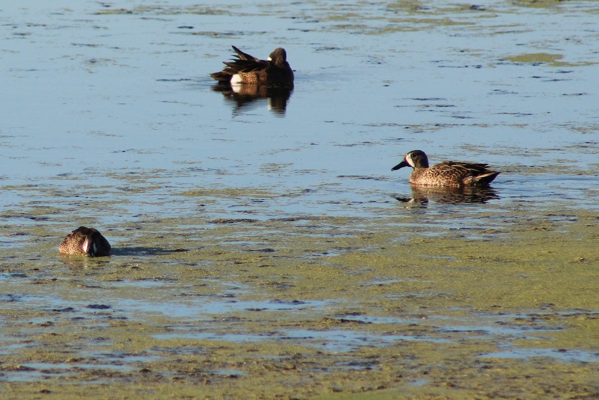 čírka modrokřídlá - ML646427500