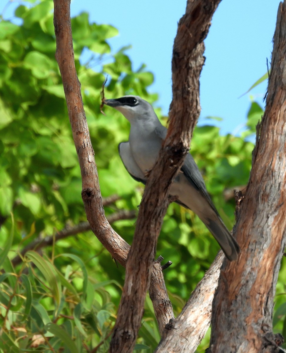 White-bellied Cuckooshrike - ML646427501