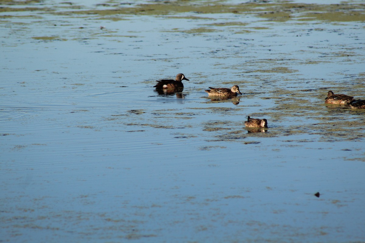 čírka modrokřídlá - ML646427503