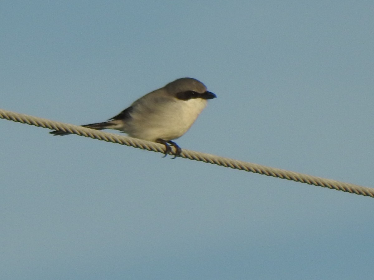 Loggerhead Shrike - ML646427504