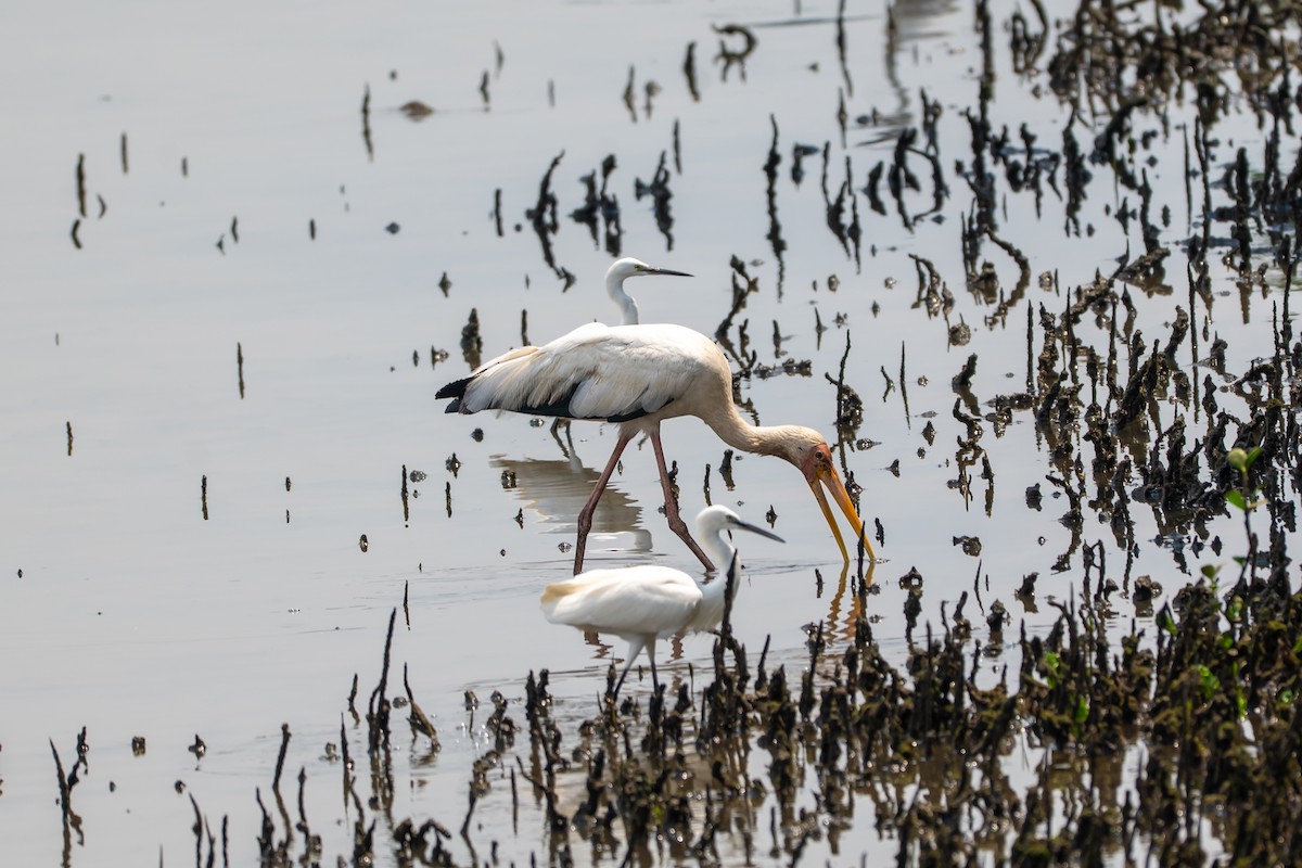 Milky Stork - ML646427505