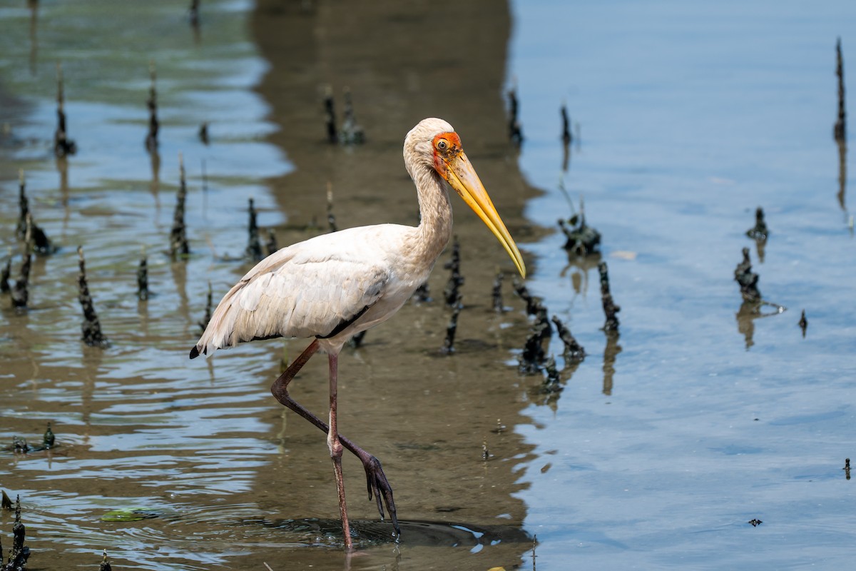 Milky Stork - ML646427506