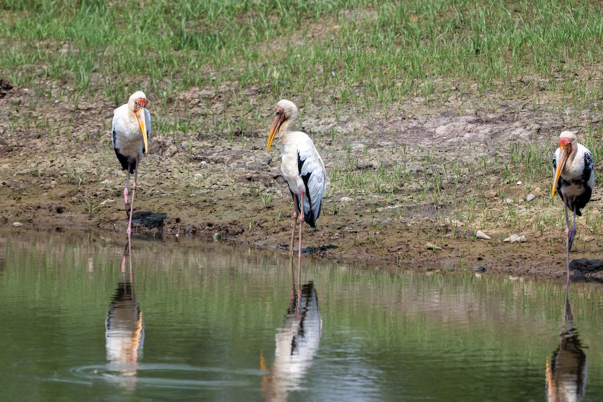 Milky Stork - ML646427510