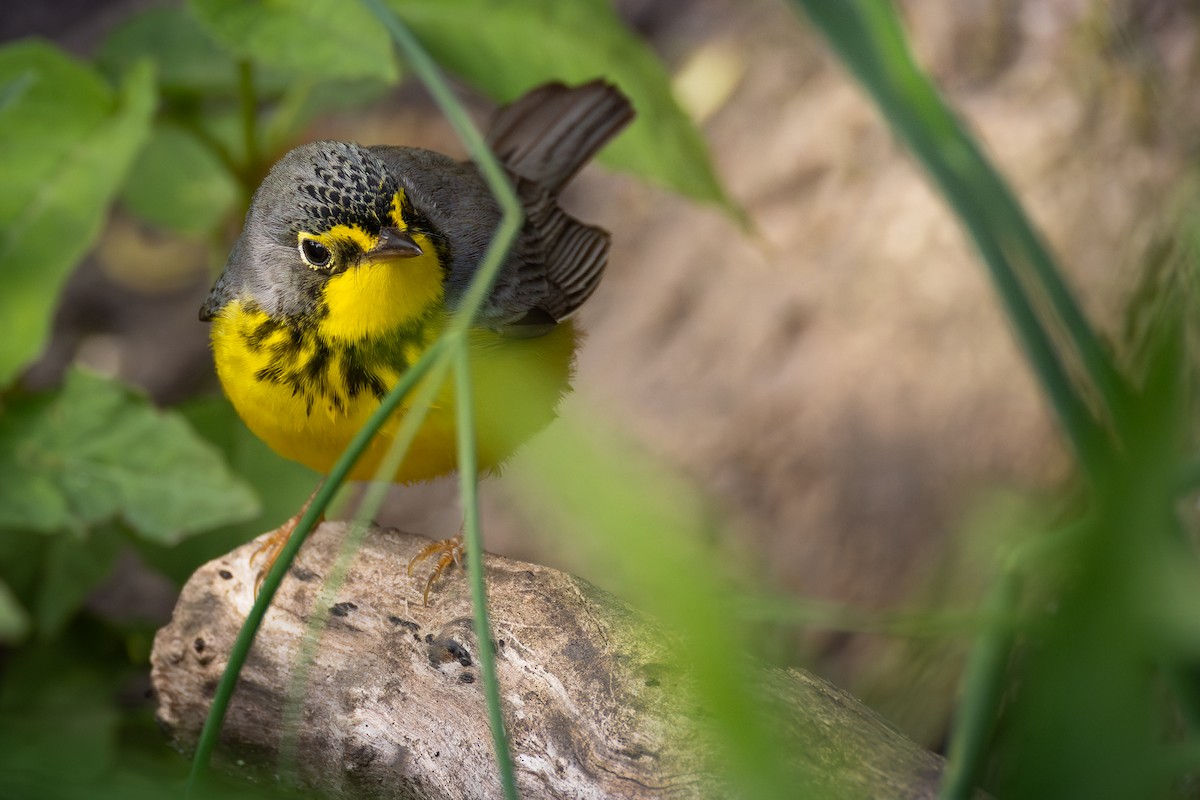 Canada Warbler - ML646427511