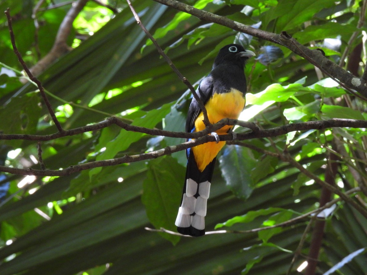Black-headed Trogon - ML646427513