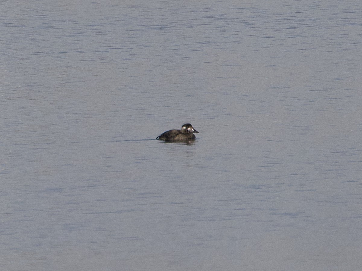 Surf Scoter - ML646427515