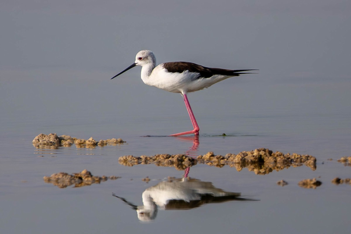 Эгэл хилэн жигүүр - ML646427516