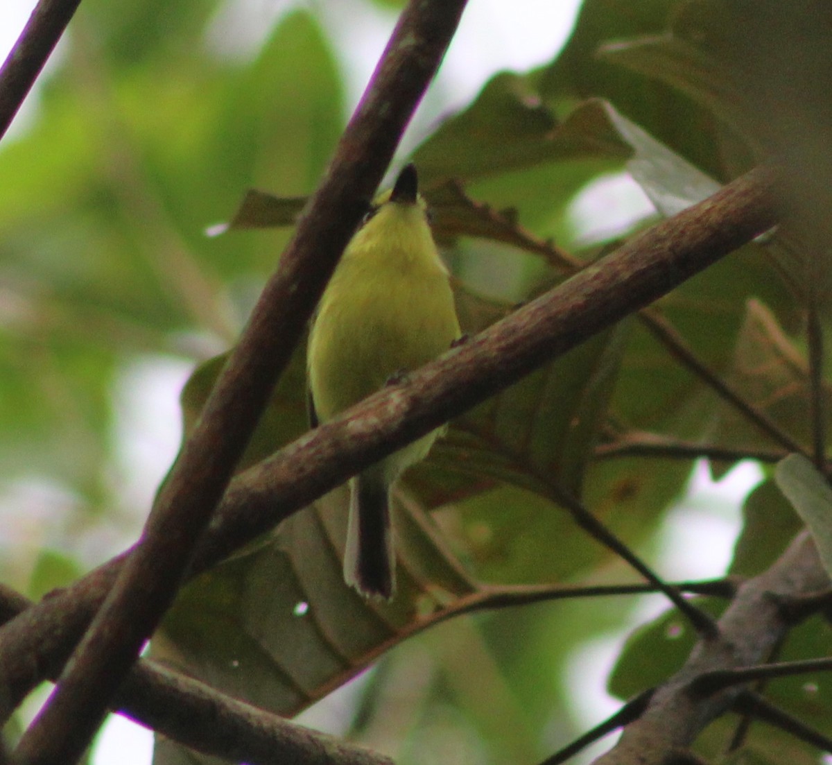 Gray-headed Tody-Flycatcher - ML646427517