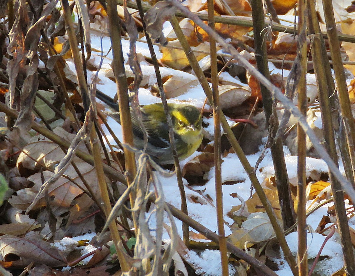 Townsend's Warbler - ML646427518