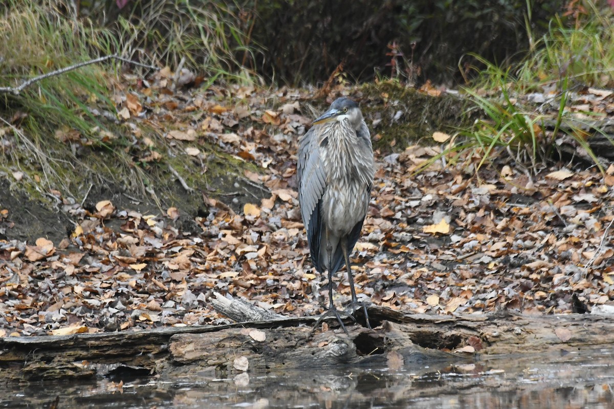 Great Blue Heron - ML646427519