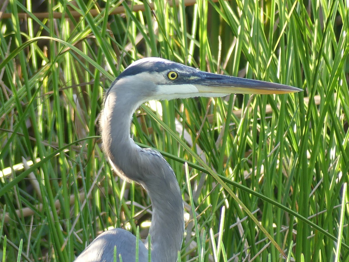 Great Blue Heron - ML646427520