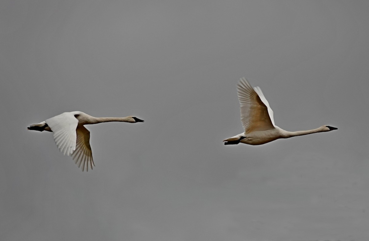 Trumpeter Swan - ML646427521
