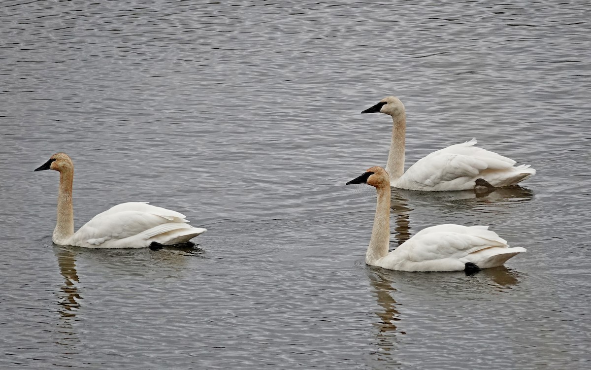 Trumpeter Swan - ML646427522