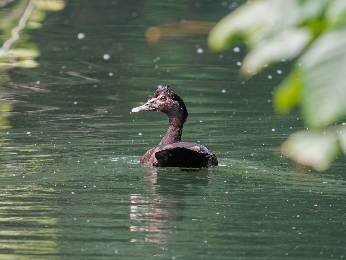 pižmovka americká - ML646427526