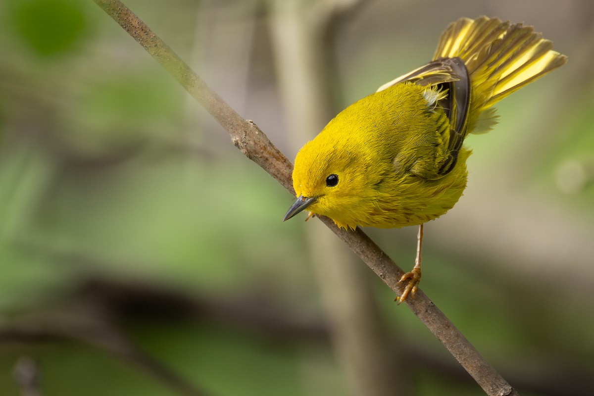 Northern Yellow Warbler - ML646427529