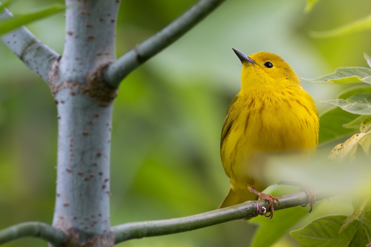 Northern Yellow Warbler - ML646427530