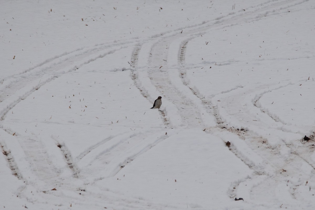 Яструб чорноголовий - ML646427531