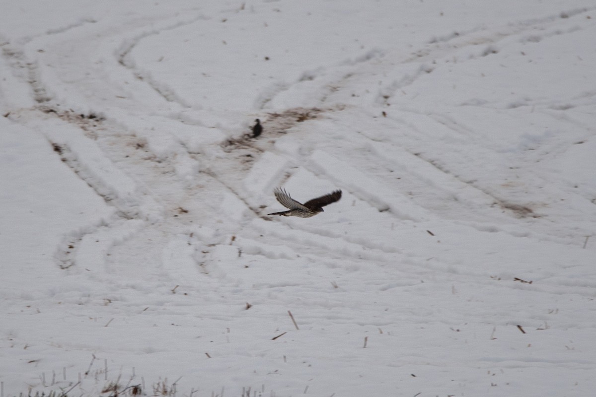 Яструб чорноголовий - ML646427532