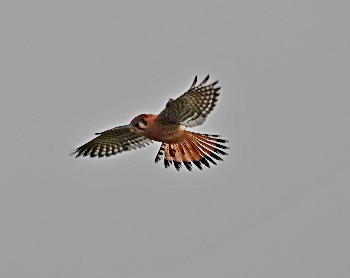 American Kestrel - ML646427535