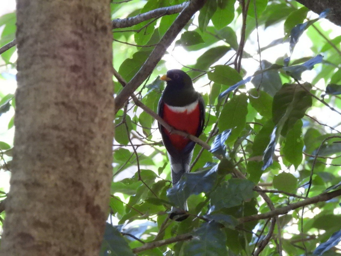 Elegant Trogon - ML646427536