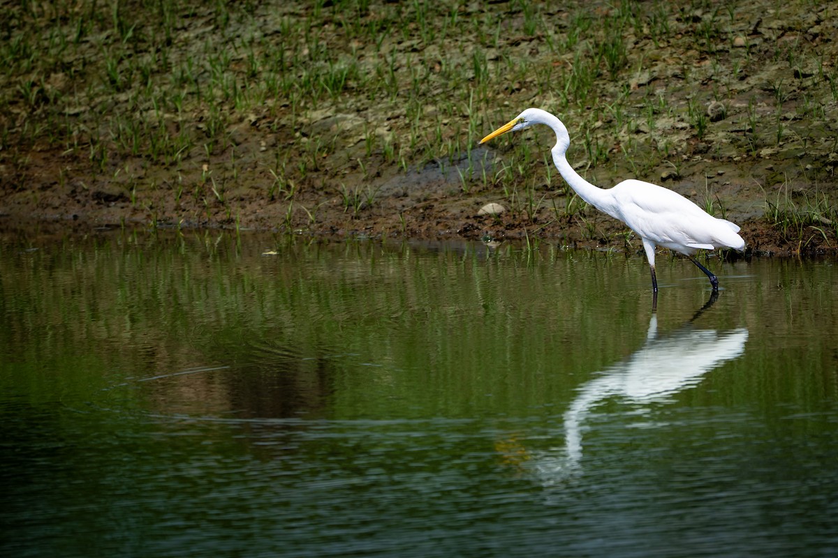 Garceta Grande - ML646427539