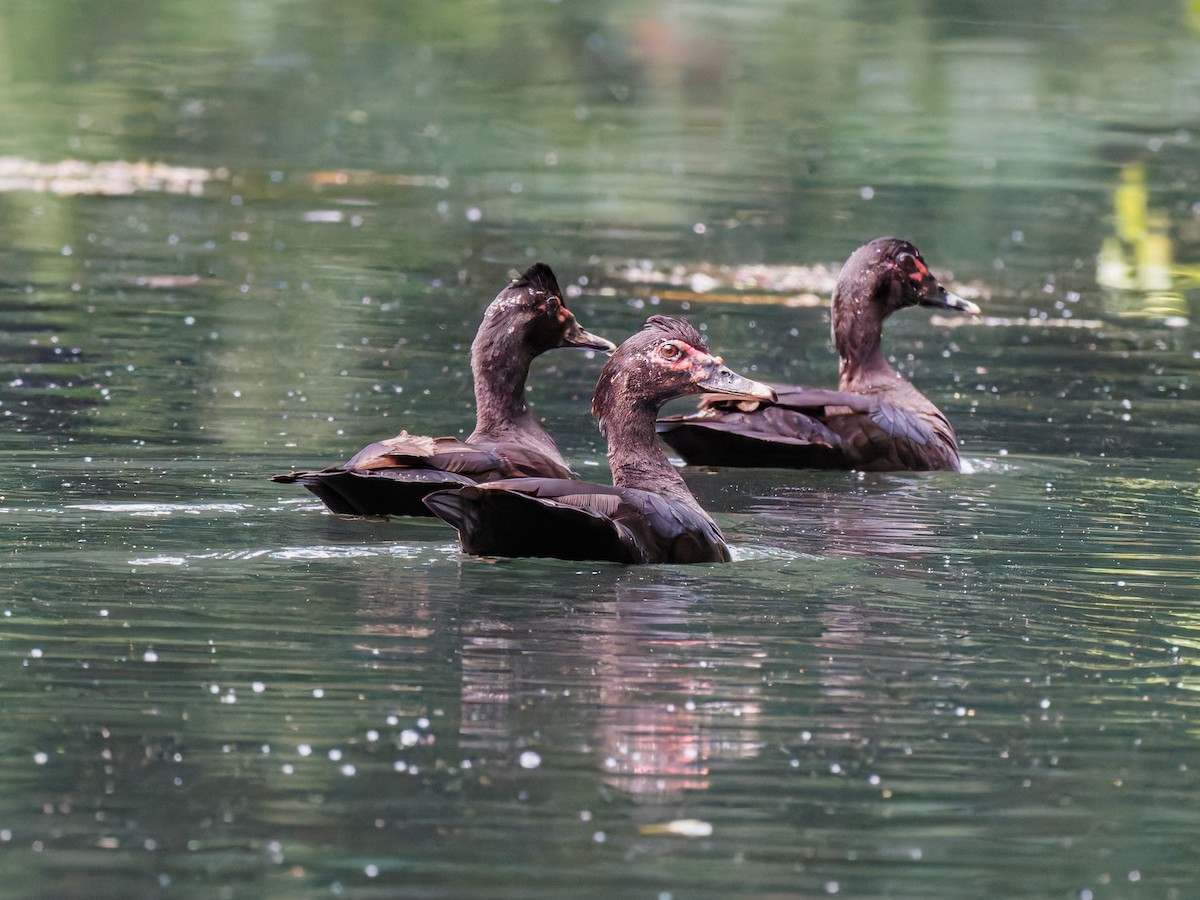 pižmovka americká - ML646427540