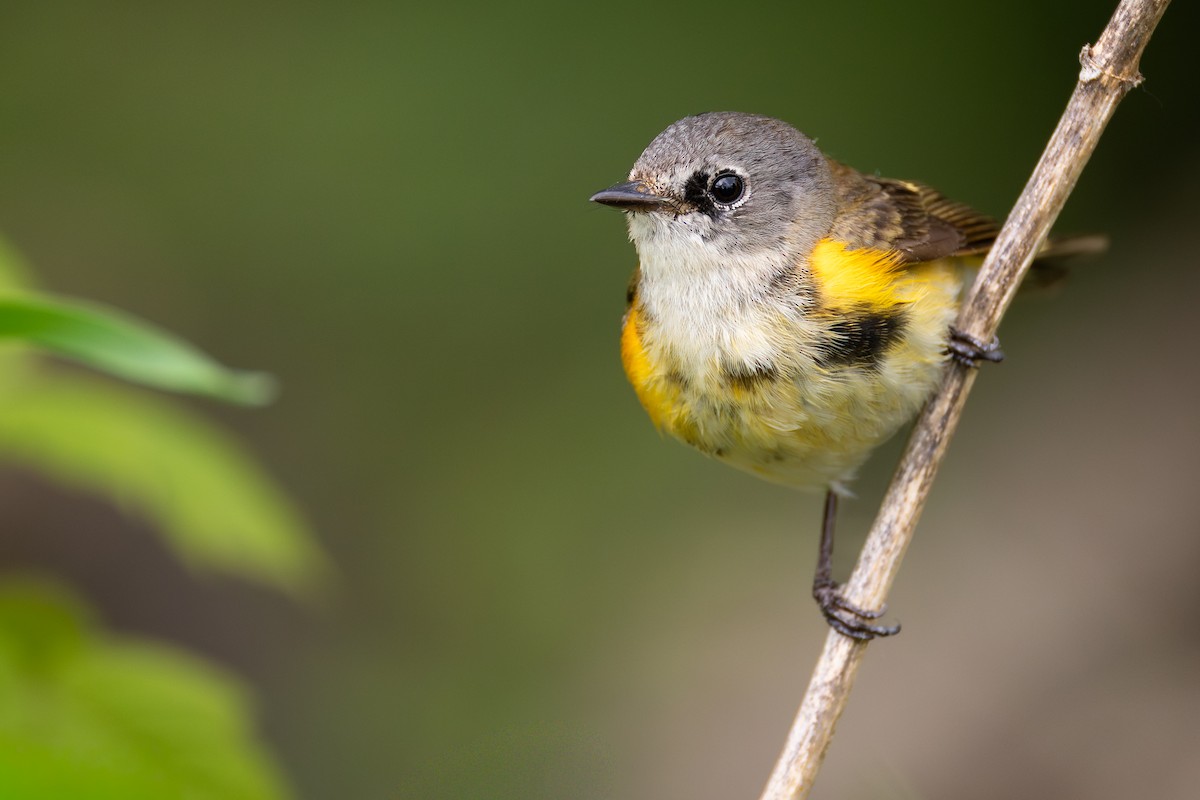 American Redstart - ML646427541