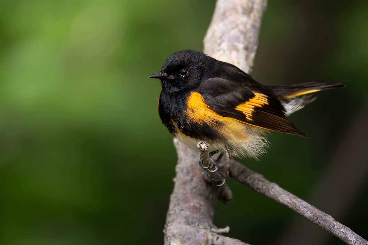 American Redstart - ML646427542