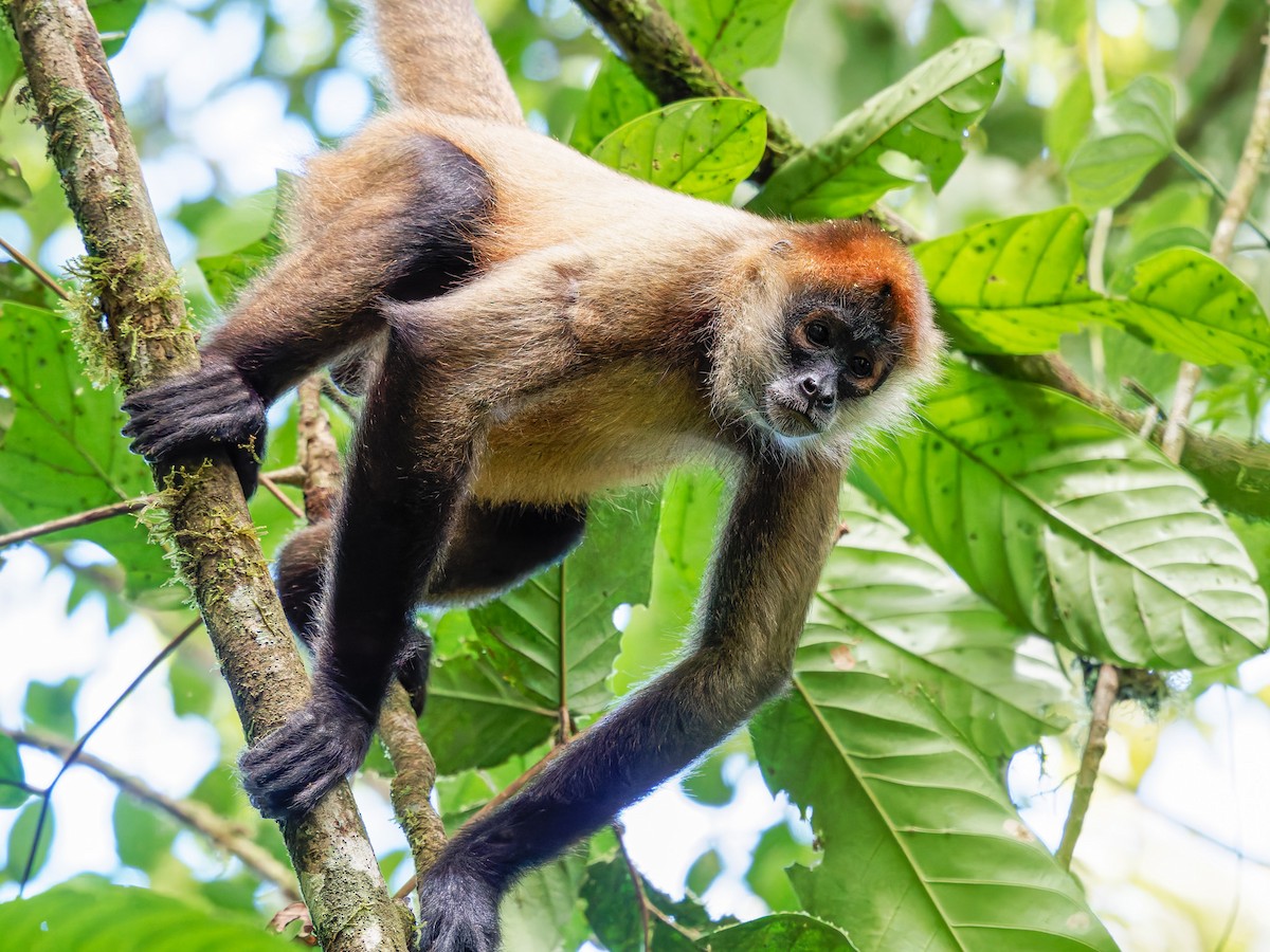 Animals - ML646427549