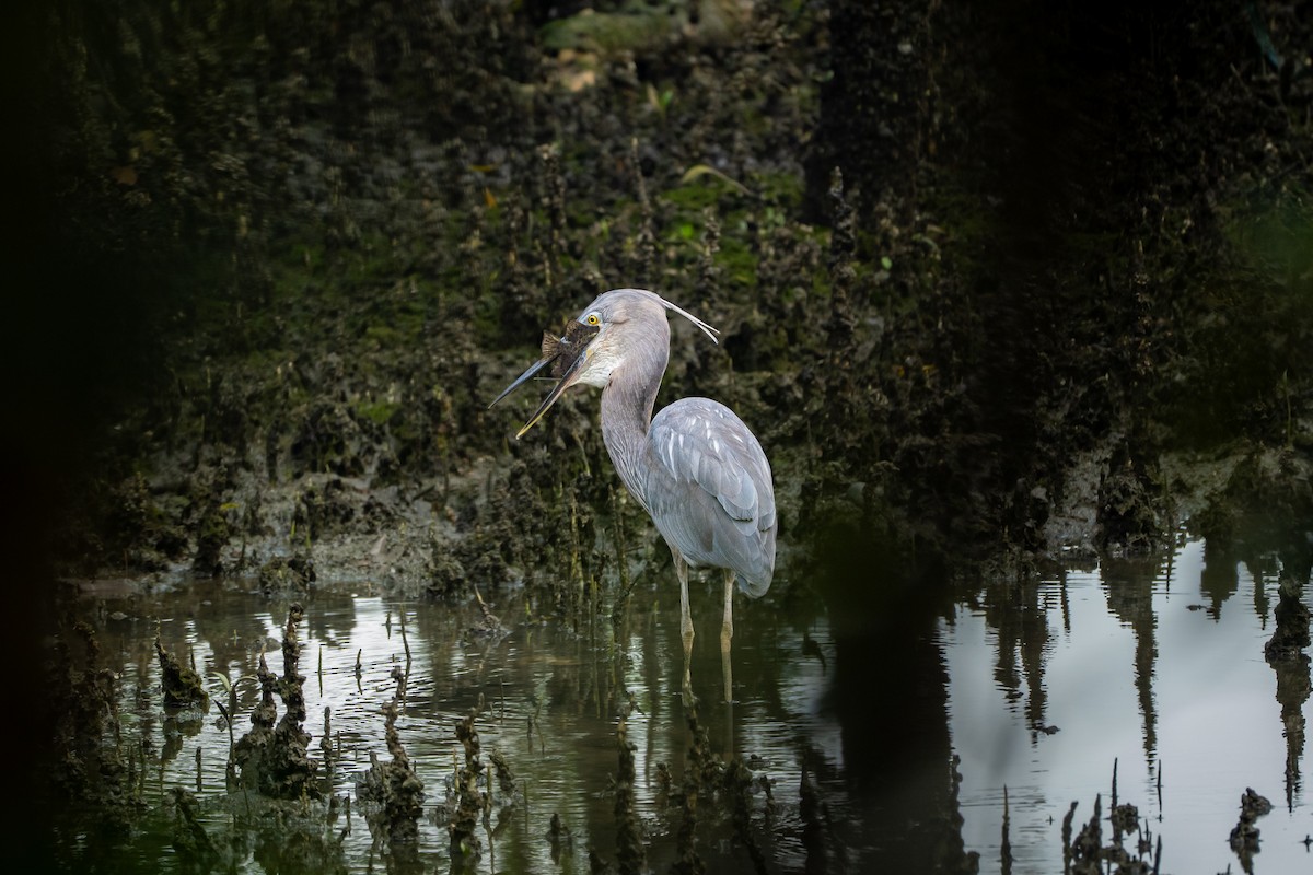 Great-billed Heron - ML646427550