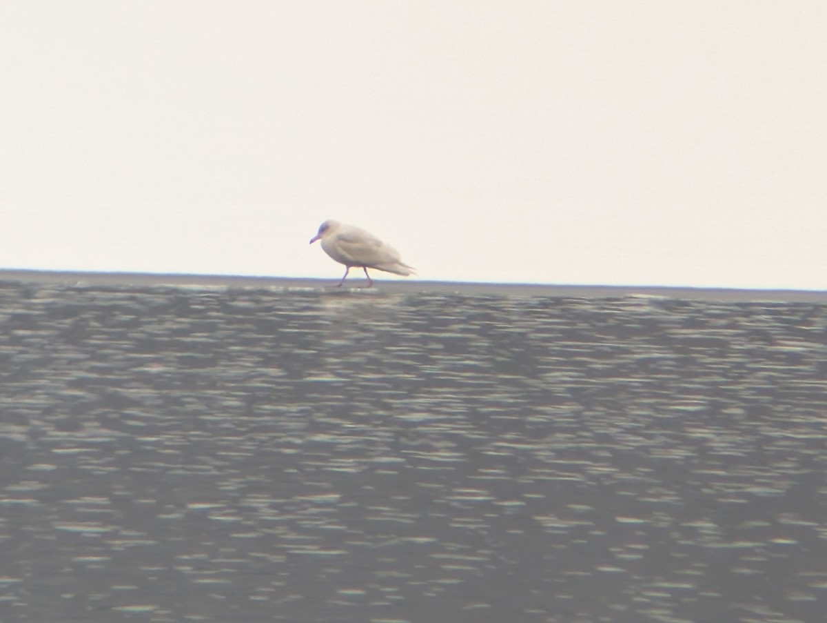 Мөсний цахлай - ML646427551