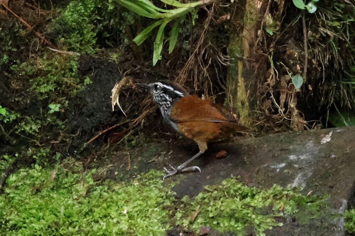 Gray-breasted Wood-Wren - ML646427553