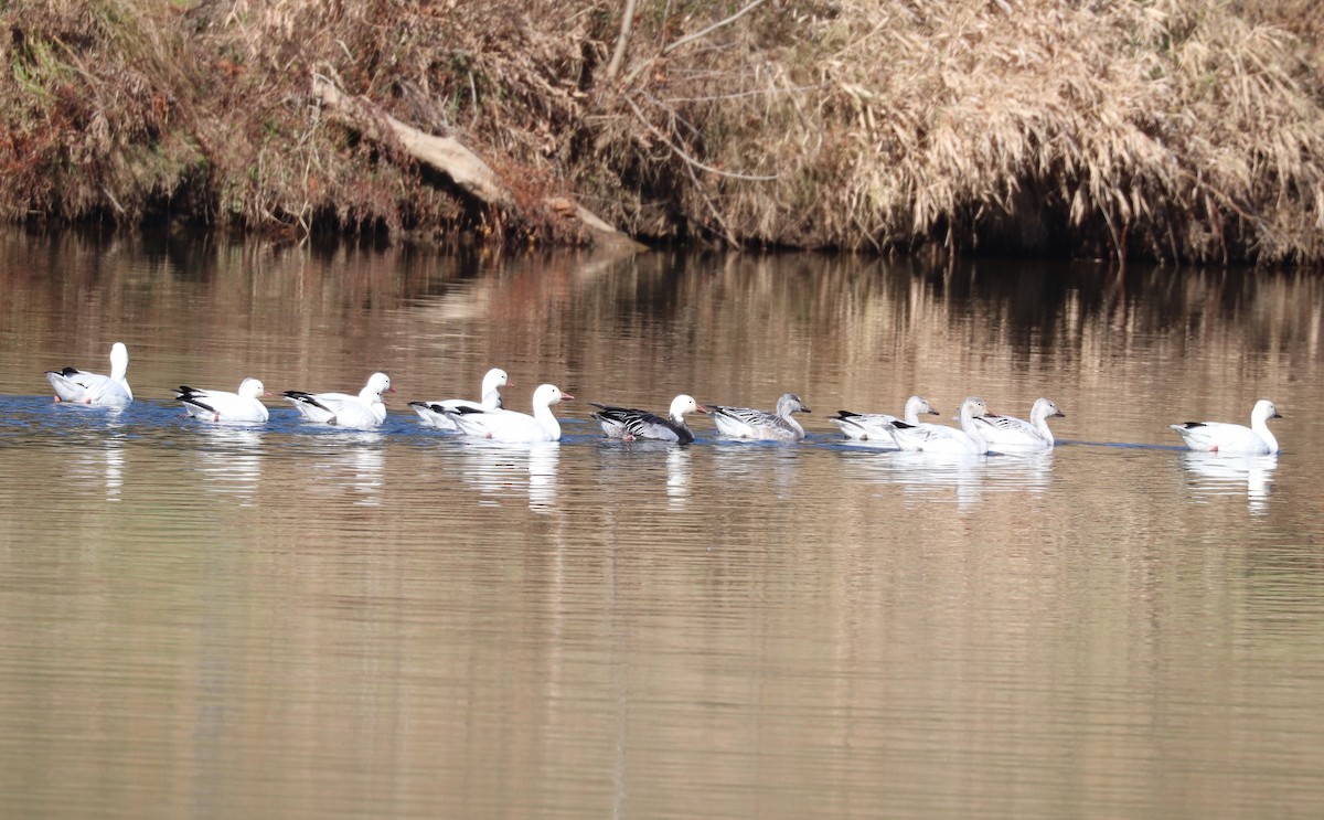 Ross's Goose - ML646427555