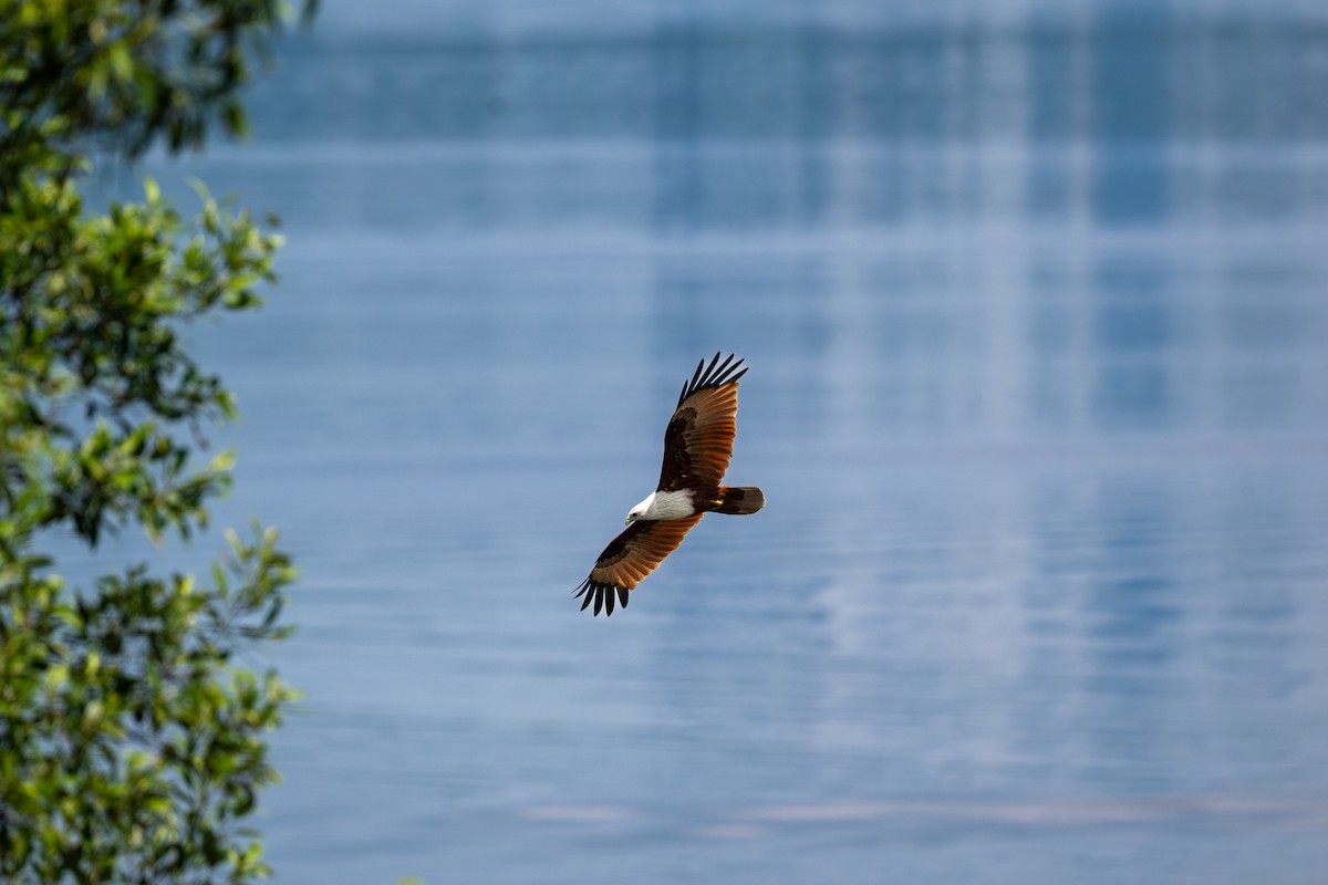 Brahminy Kite - ML646427558